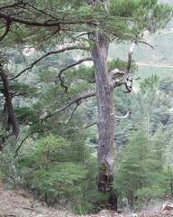 Pinus nigra salzmannii