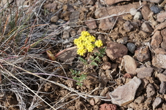 Lomatium donnellii
