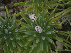 Tournefortia gnaphalodes