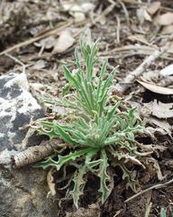Matthiola fruticulosa