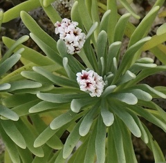 Tournefortia gnaphalodes