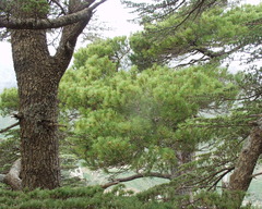 Pinus nigra salzmannii