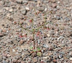 Eriogonum nutans nutans