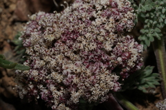 Lomatium ravenii paiutense