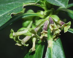 Daphne laureola