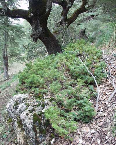 Juniperus communis image