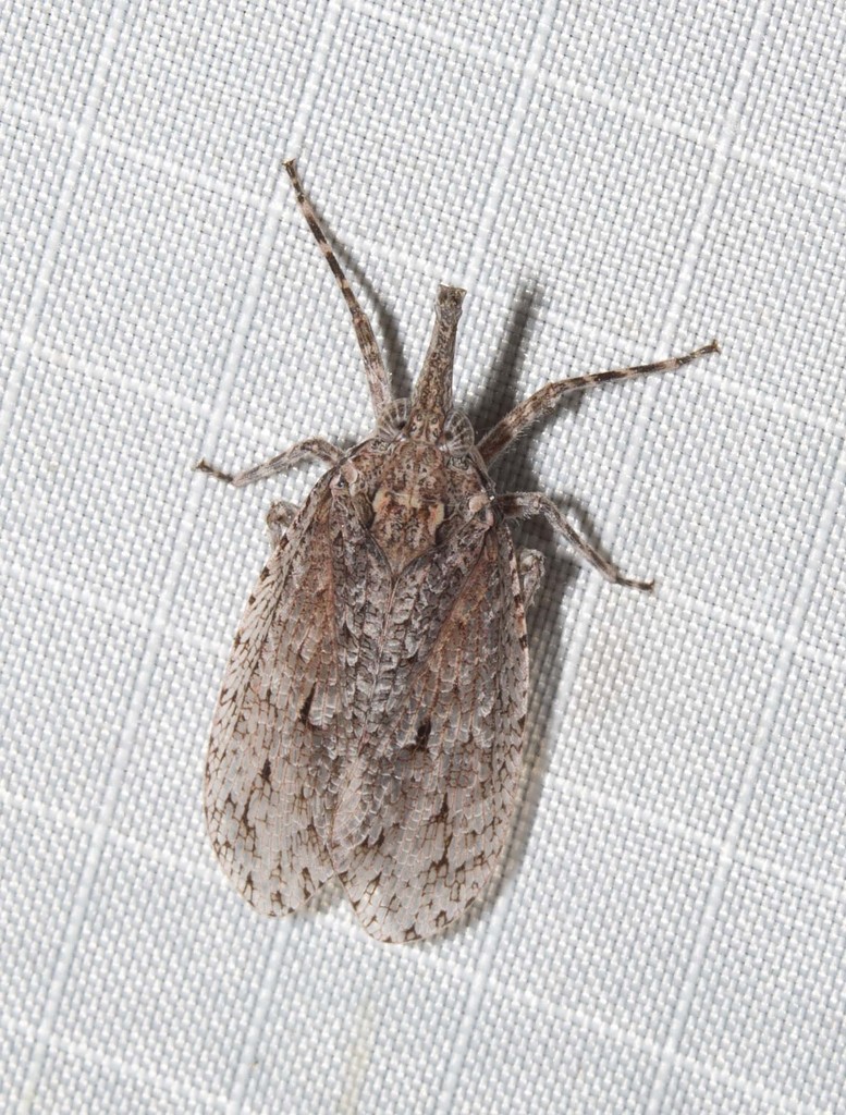 Eurinopsyche obscurata
