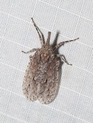 Eurinopsyche obscurata