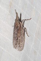 Eurinopsyche obscurata