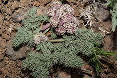 Lomatium ravenii paiutense