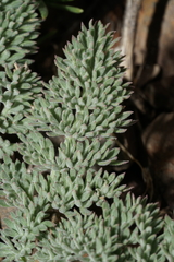 Lomatium ravenii paiutense