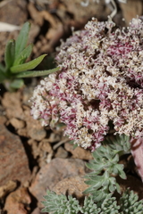 Lomatium ravenii paiutense