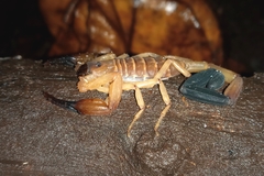 Tityus cylindricus