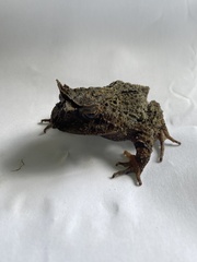 Proceratophrys belzebul