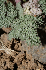 Lomatium ravenii paiutense