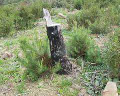 Pinus nigra salzmannii