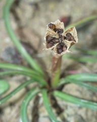 Colchicum filifolium image