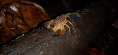 Tityus cylindricus