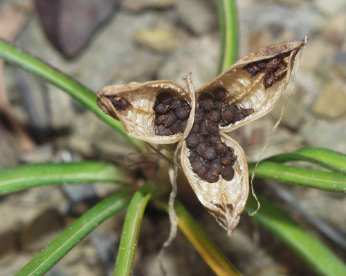 Colchicum filifolium image