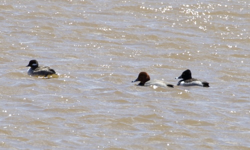 Bufflehead photographed in Oklahoma