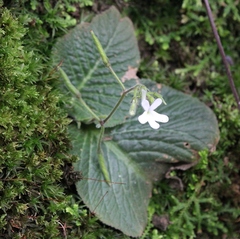 Streptocarpus pentherianus