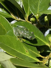 Vitreorana uranoscopa