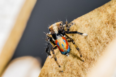 Maratus sylvestris