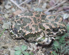 Bufotes boulengeri