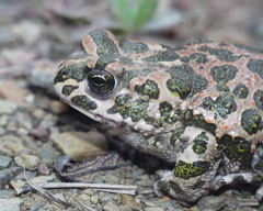 Bufotes boulengeri