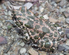 Bufotes boulengeri