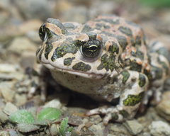 Bufotes boulengeri