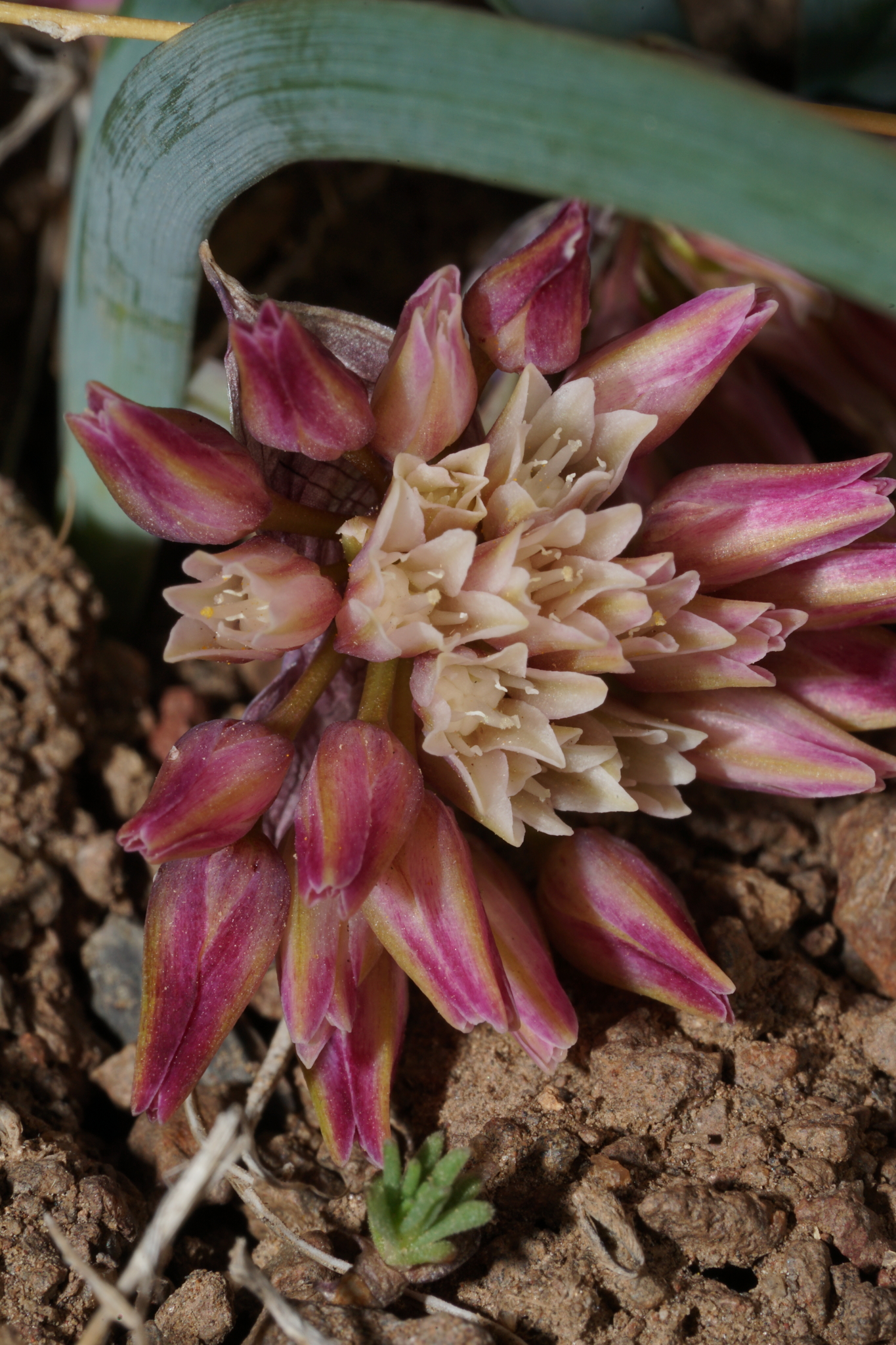 Allium punctum