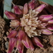 Allium punctum - Photo (c) Matt Reala, algunos derechos reservados (CC BY-NC), subido por Matt Reala