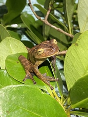 Bokermannohyla circumdata