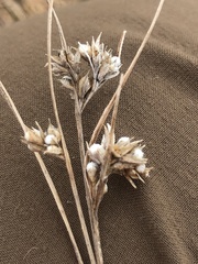 Scleria pauciflora pauciflora