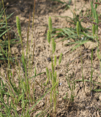 Phleum paniculatum