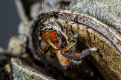 Maratus sylvestris