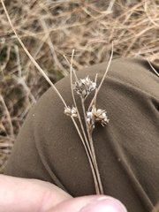 Scleria pauciflora pauciflora