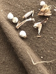 Scleria pauciflora pauciflora