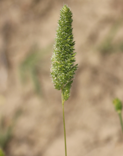 British timothy (Phleum paniculatum)