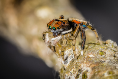 Maratus sylvestris