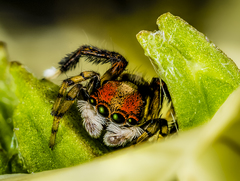 Maratus sylvestris