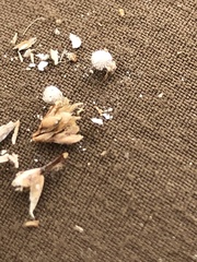 Scleria pauciflora pauciflora