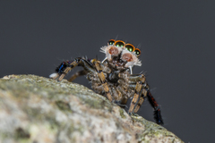 Maratus sylvestris
