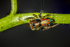 Maratus sylvestris