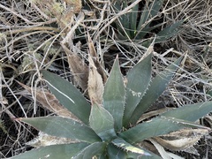 Agave shawii