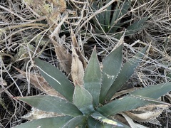 Agave shawii