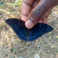 Charaxes tiridates tiridates