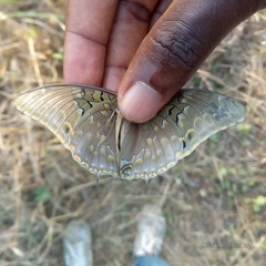 Charaxes tiridates tiridates