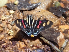 Mimoniades versicolor